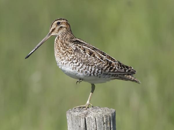 Photo (2): Wilson's Snipe