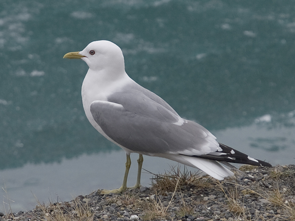 Photo (3): Mew Gull