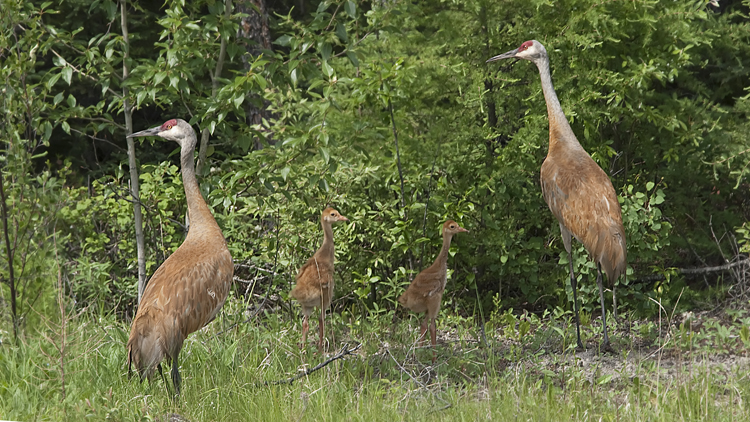 Photo (23): Sandhill Crane