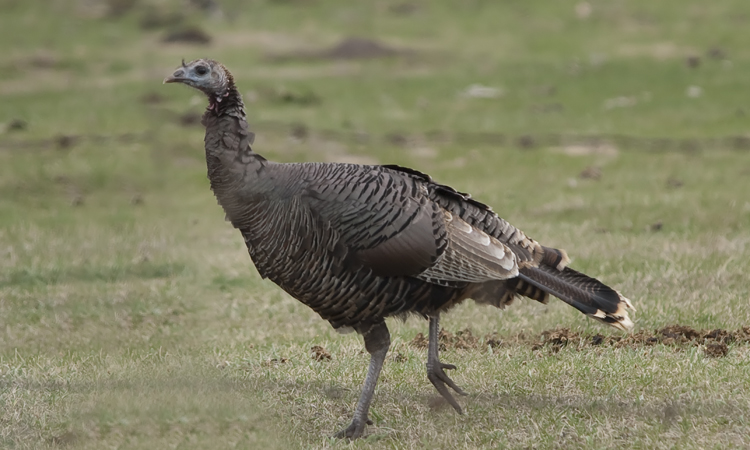 Photo (3): Wild Turkey