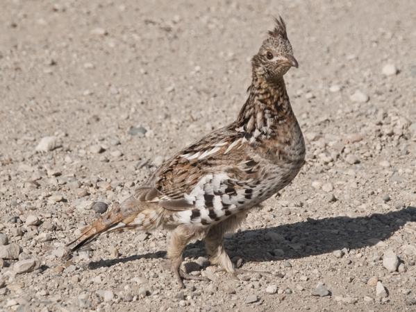 Photo (1): Ruffed Grouse