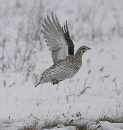 Photo (10): Sharp-tailed Grouse