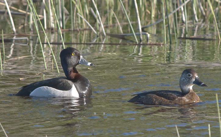 Photo (11): Ring-necked Duck
