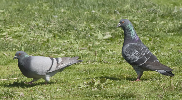 Photo (1): Rock Pigeon