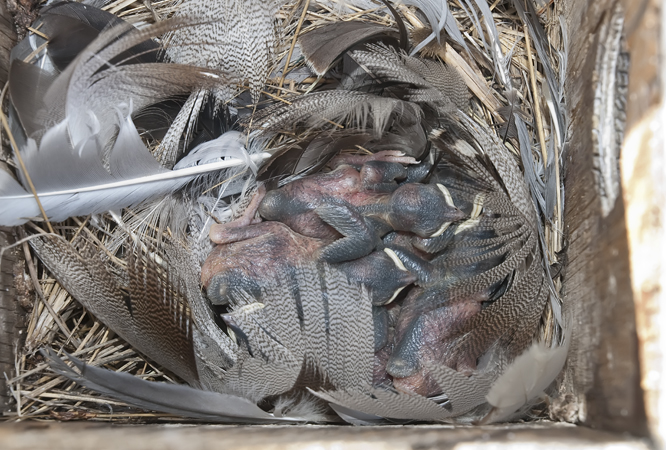 Photo (19): Tree Swallow