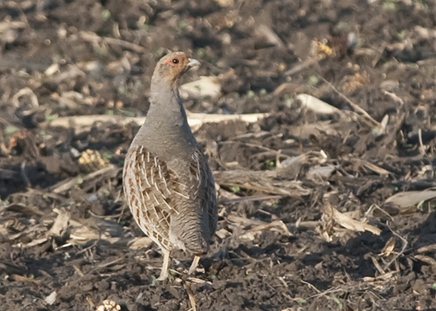 Photo (5): Gray Partridge