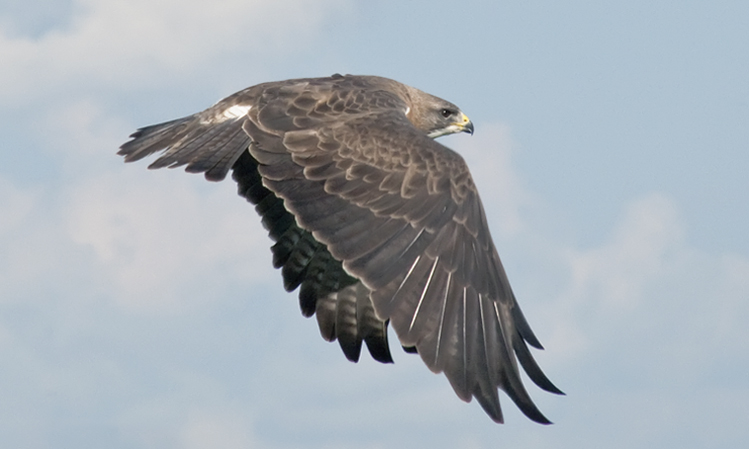 Photo (7): Swainson's Hawk
