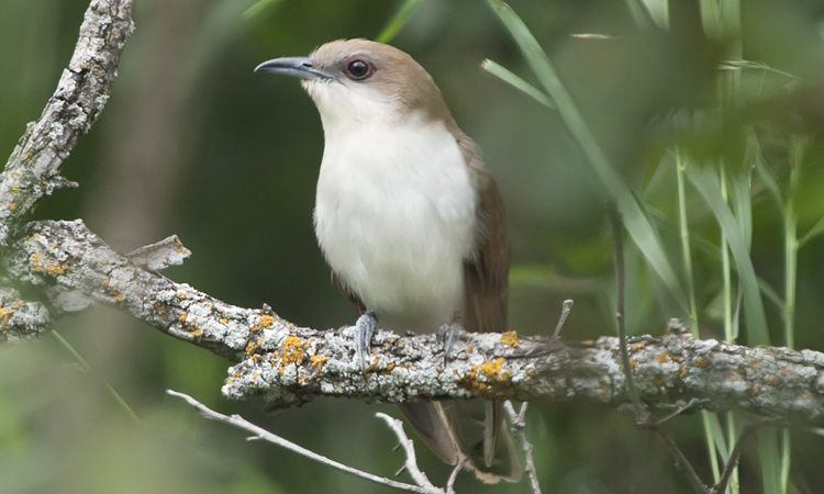 Dendroica Canada - Black-billed Cuckoo - Coccyzus erythropthalmus