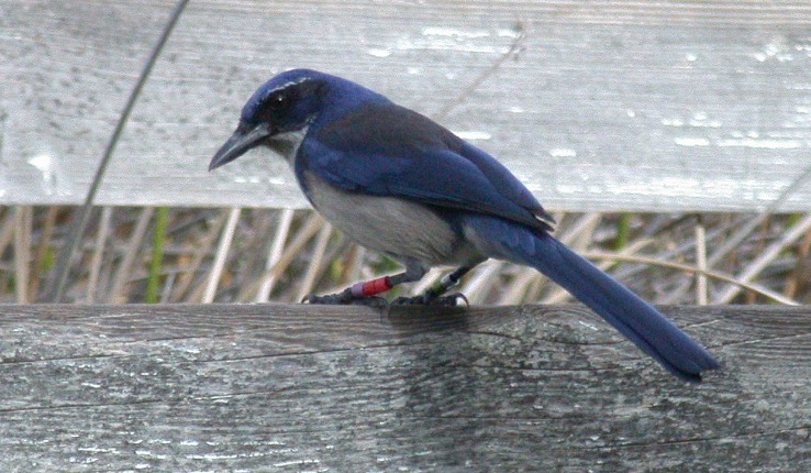 Photo (1): Island Scrub-Jay