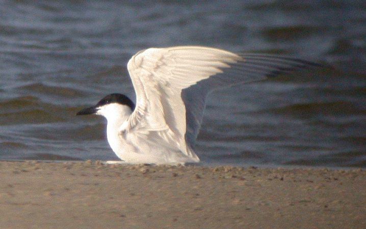 Photo (5): Gull-billed Tern