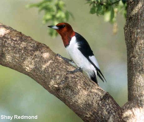 Photo (5): Red-headed Woodpecker