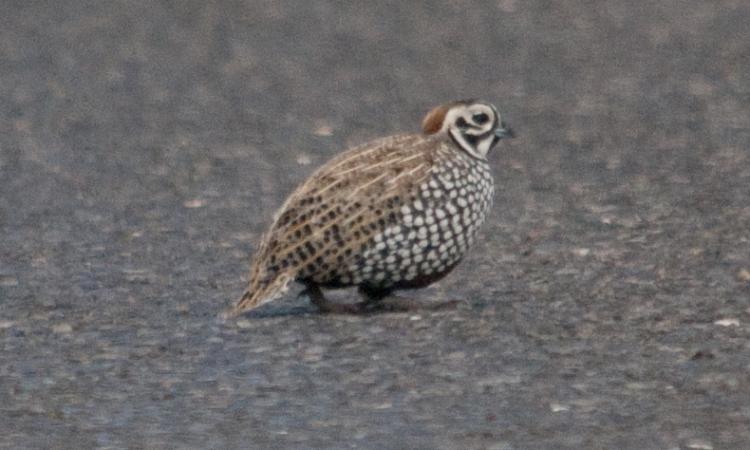 Photo (6): Montezuma Quail