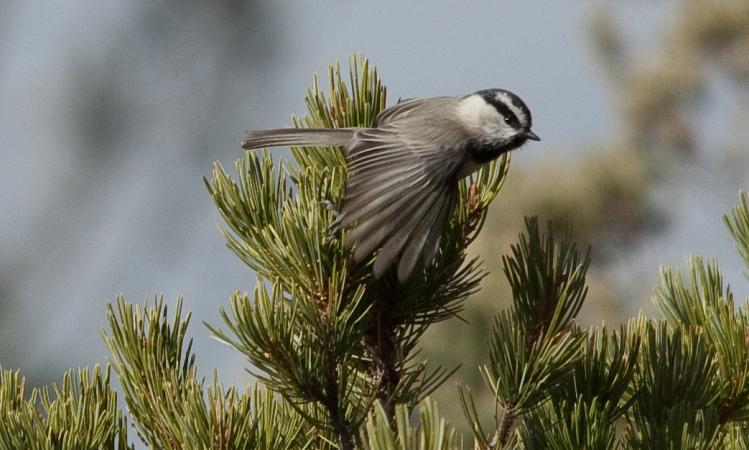 Photo (7): Mountain Chickadee