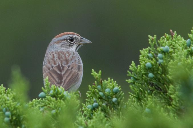 Photo (4): Rufous-crowned Sparrow