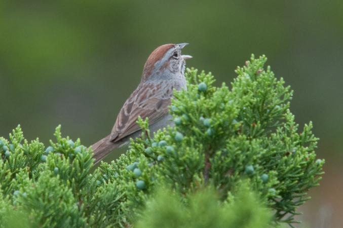 Photo (2): Rufous-crowned Sparrow
