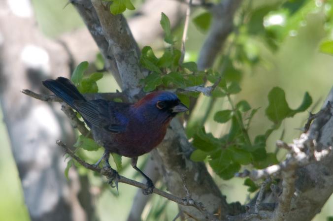 Photo (3): Varied Bunting