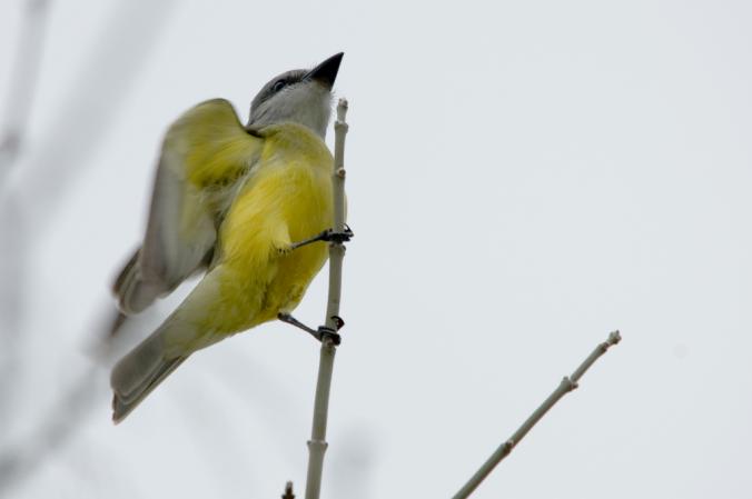 Photo (6): Couch's Kingbird
