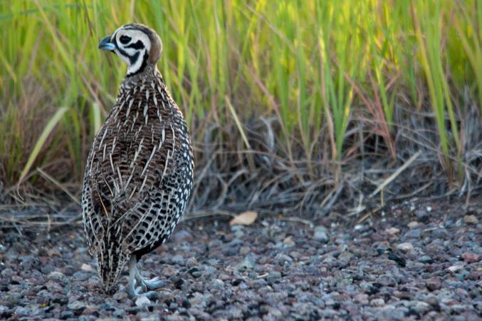 Photo (4): Montezuma Quail