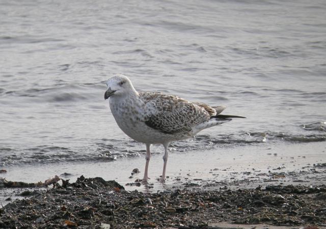 Photo (19): Great Black-backed Gull