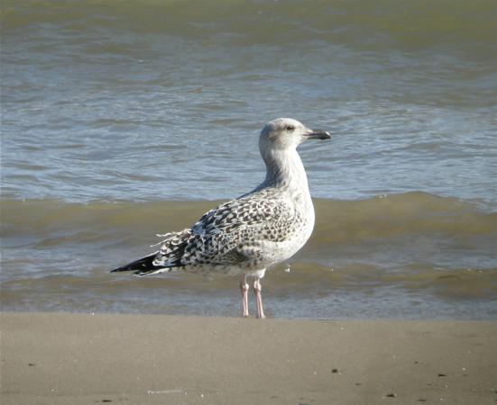 Photo (20): Great Black-backed Gull