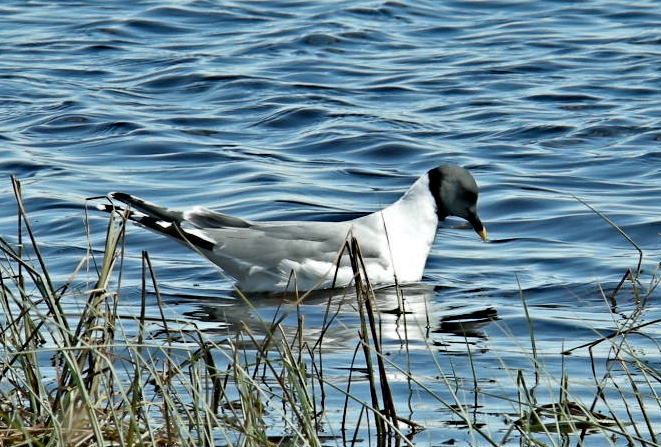 Photo (10): Sabine's Gull