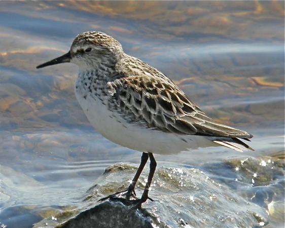 Photo (5): White-rumped Sandpiper