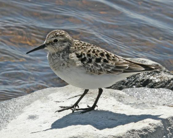 Photo (2): Baird's Sandpiper