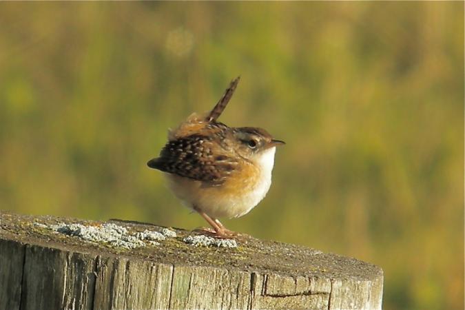 Photo (2): Sedge Wren
