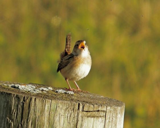 Photo (4): Sedge Wren