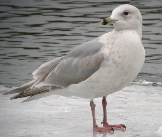 Photo (11): Iceland Gull