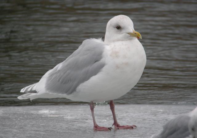 Photo (2): Iceland Gull