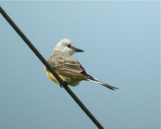 Photo (5): Scissor-tailed Flycatcher