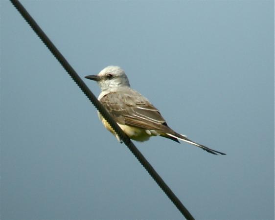 Photo (6): Scissor-tailed Flycatcher