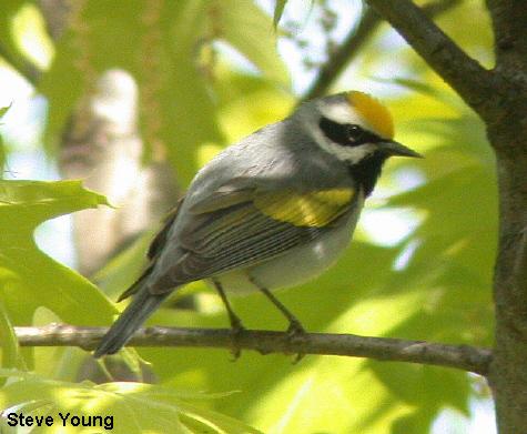 Photo (3): Golden-winged Warbler