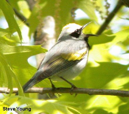 Photo (6): Golden-winged Warbler