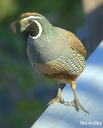 Photo (19): California Quail