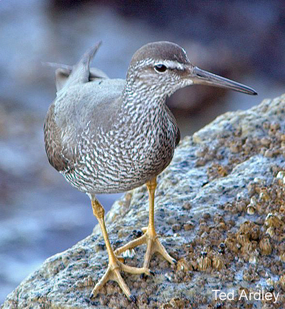 Photo (1): Wandering Tattler
