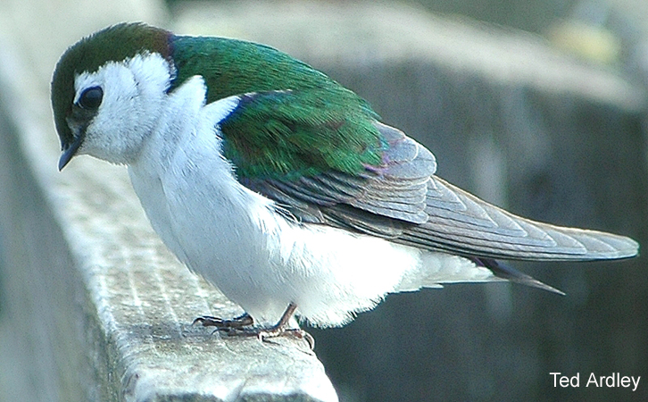 Photo (13): Violet-green Swallow