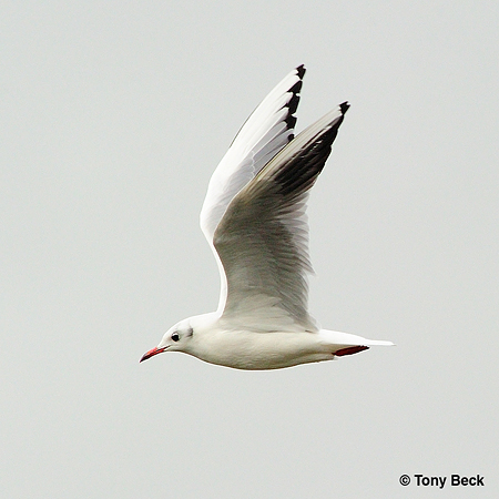 Photo (9): Black-headed Gull