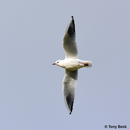 Photo (10): Black-headed Gull