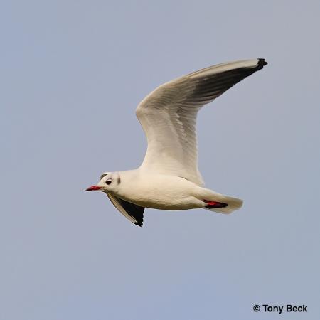Photo (7): Black-headed Gull