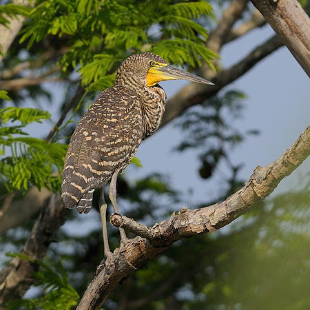 Photo (23): Bare-throated Tiger-Heron