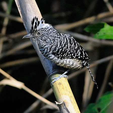 Photo (7): Barred Antshrike