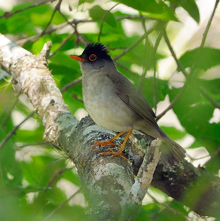 Photo (4): Black-headed Nightingale-Thrush