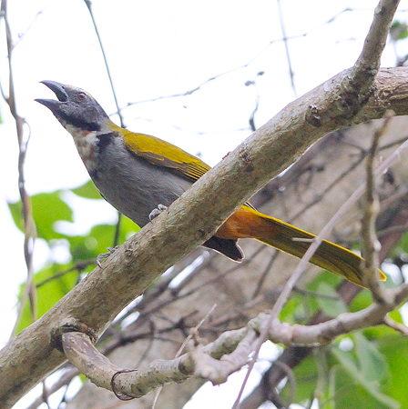 Photo (5): Black-headed Saltator