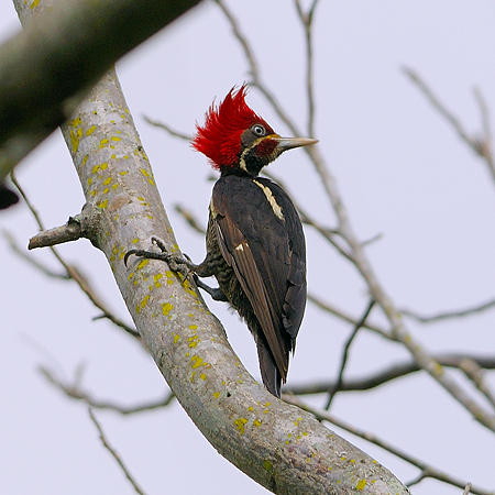 Photo (3): Lineated Woodpecker