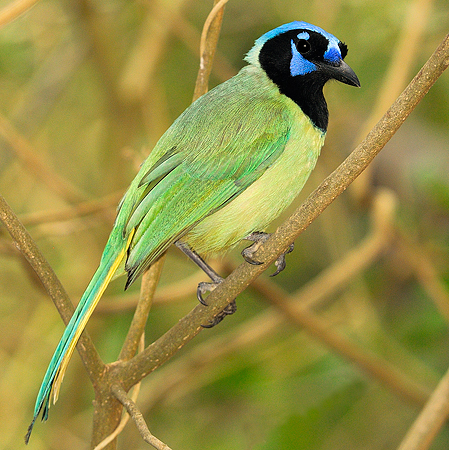 Photo (5): Green Jay