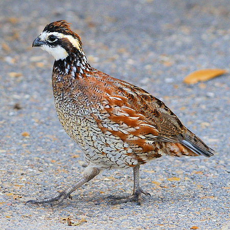 Photo (1): Northern Bobwhite