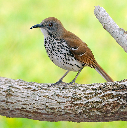 Photo (3): Long-billed Thrasher