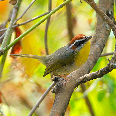 Photo (3): Rufous-capped Warbler